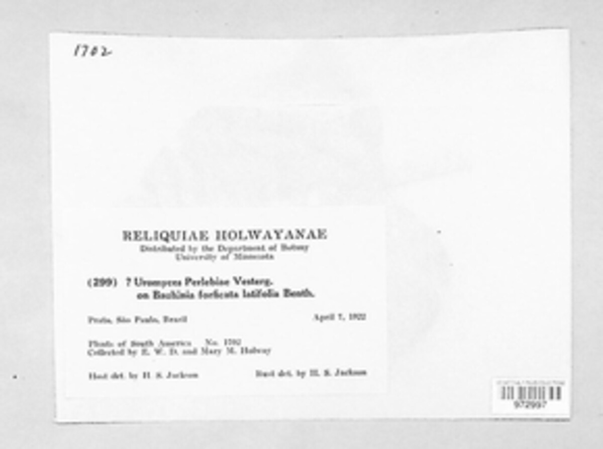 Uromyces perlebiae image